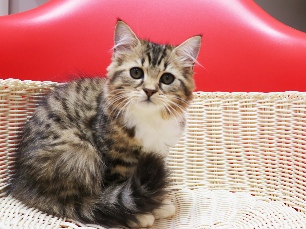 スコティッシュフォールドの子猫画像