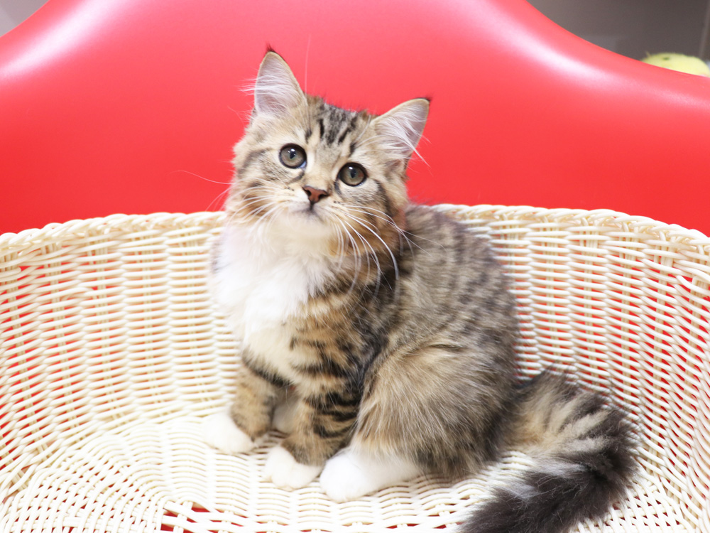 スコティッシュフォールドの子猫画像