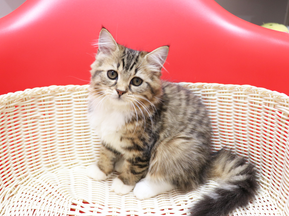 スコティッシュフォールドの子猫画像