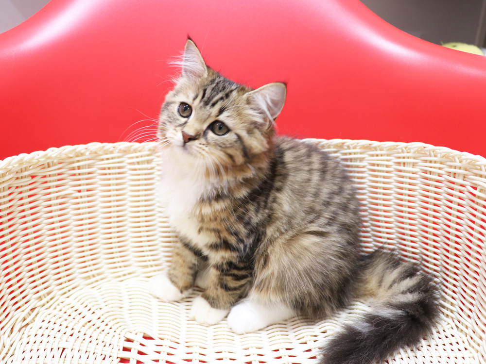 スコティッシュフォールドの子猫画像