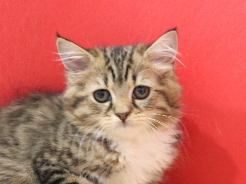 スコティッシュフォールドの子猫画像