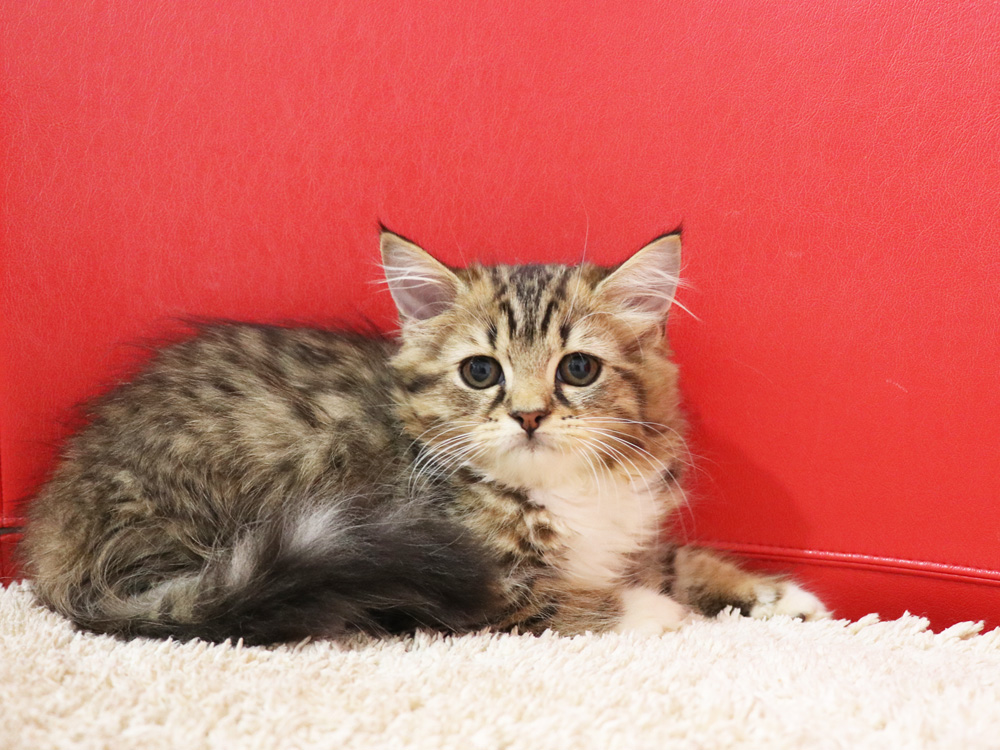 スコティッシュフォールドの子猫画像