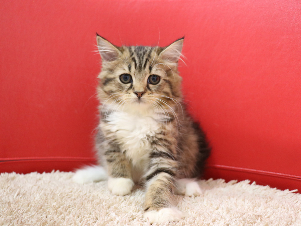 スコティッシュフォールドの子猫画像