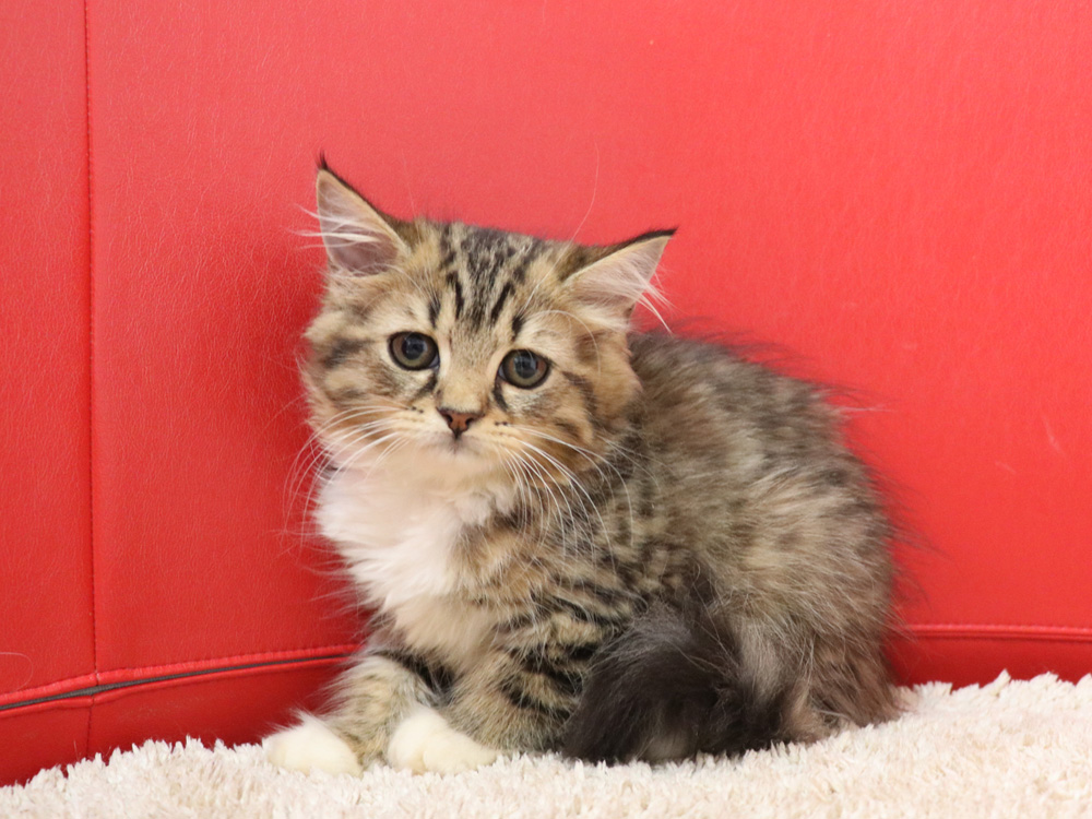 スコティッシュフォールドの子猫画像