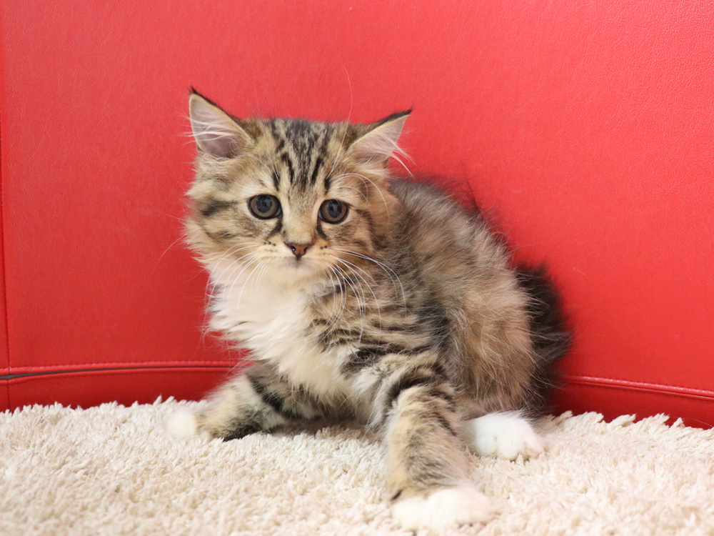 スコティッシュフォールドの子猫画像