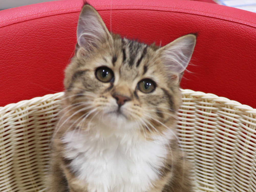 スコティッシュフォールドの子猫画像