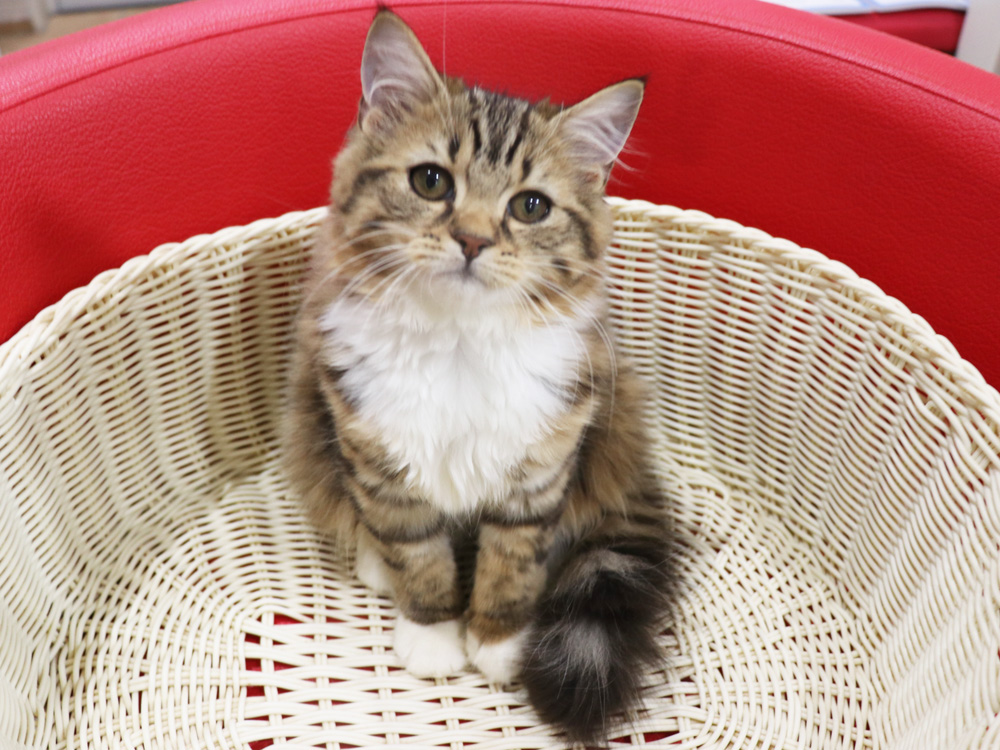 スコティッシュフォールドの子猫画像