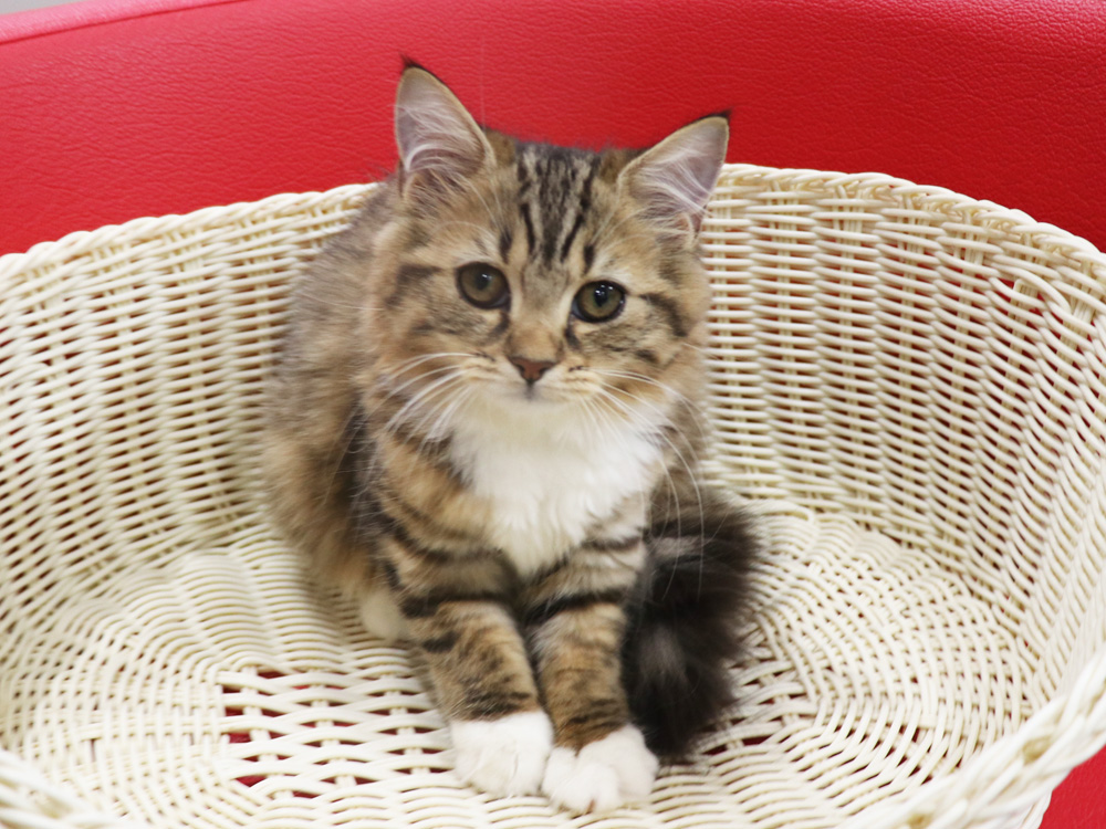 スコティッシュフォールドの子猫画像