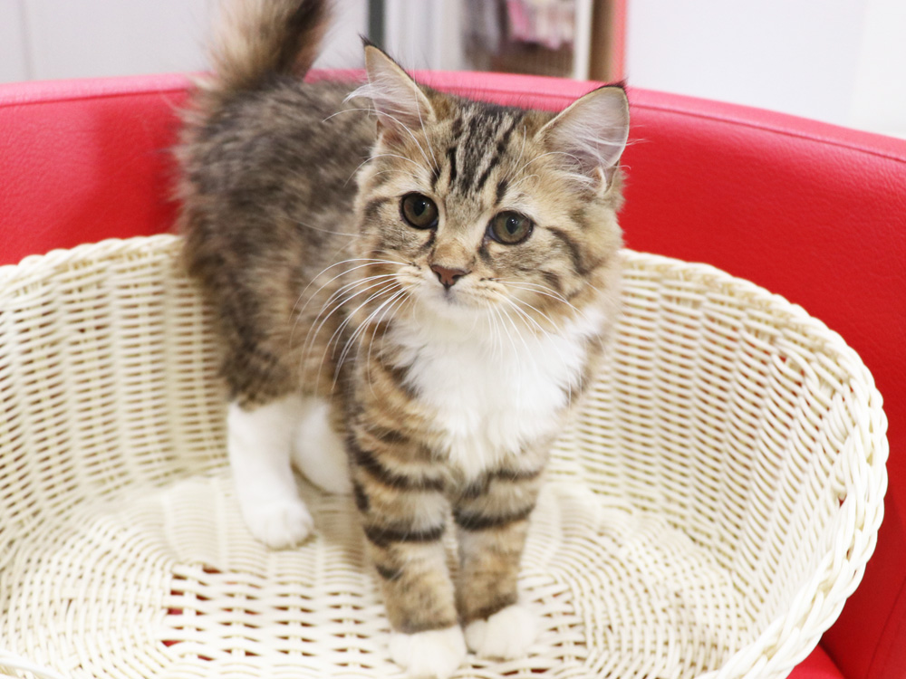 スコティッシュフォールドの子猫画像