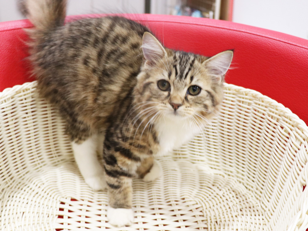 スコティッシュフォールドの子猫画像