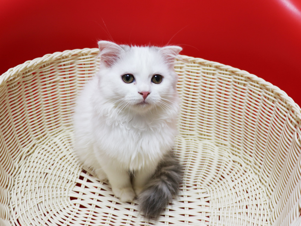 スコティッシュフォールドの子猫画像