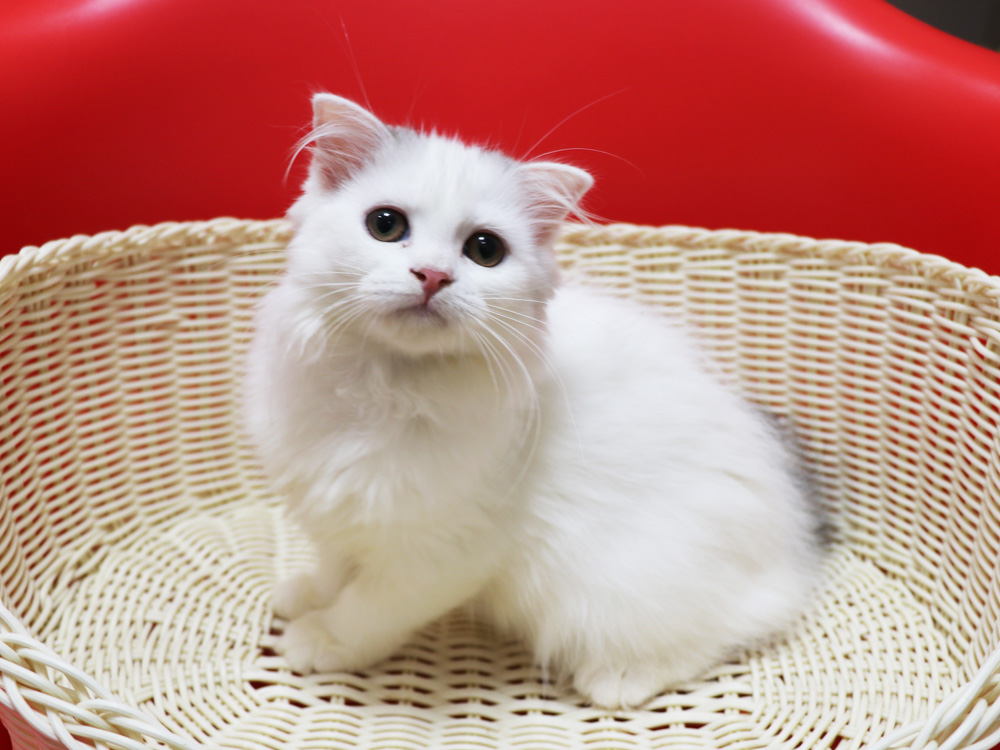 スコティッシュフォールドの子猫画像