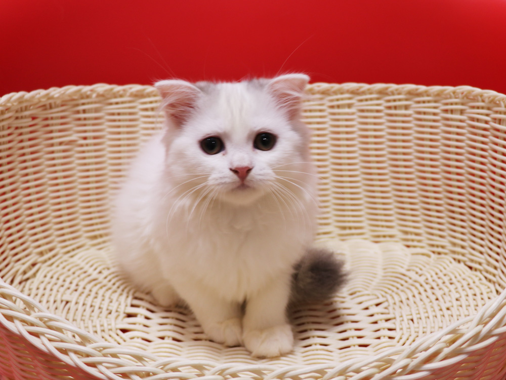 スコティッシュフォールドの子猫画像