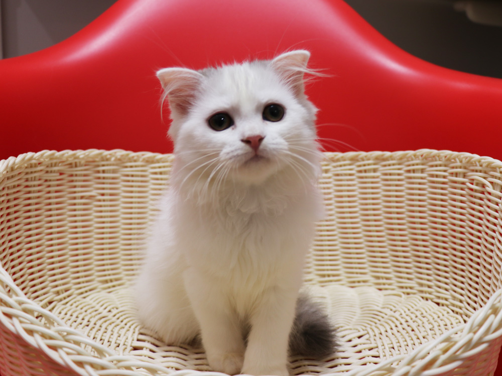 スコティッシュフォールドの子猫画像