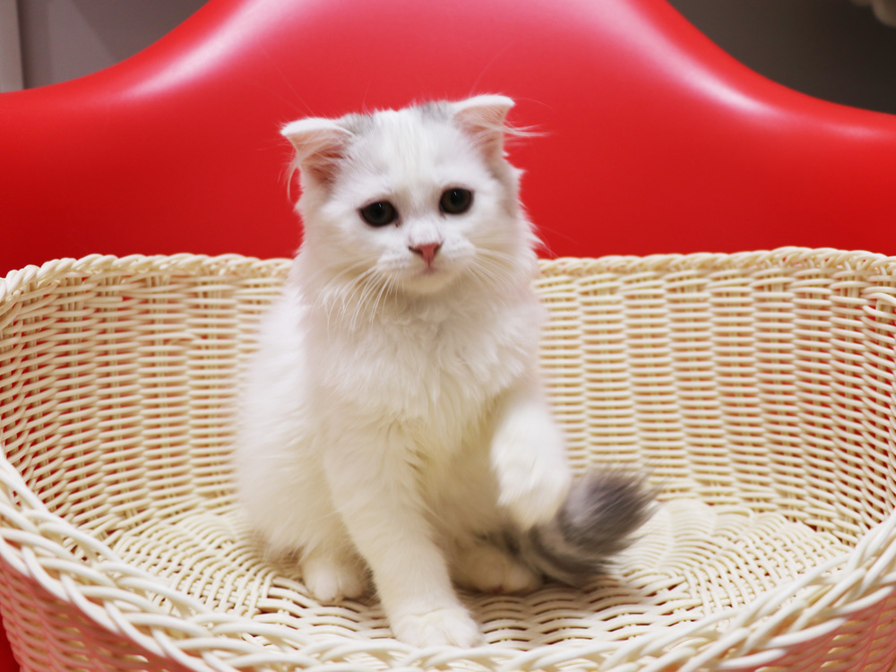 スコティッシュフォールドの子猫画像