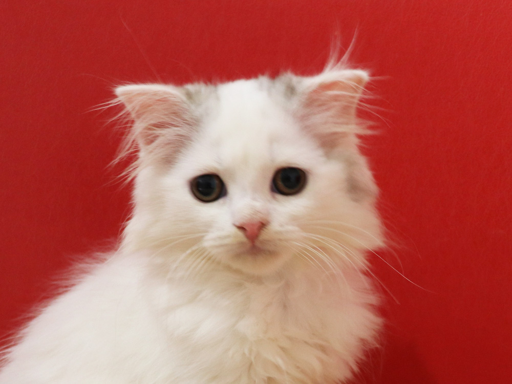 スコティッシュフォールドの子猫画像