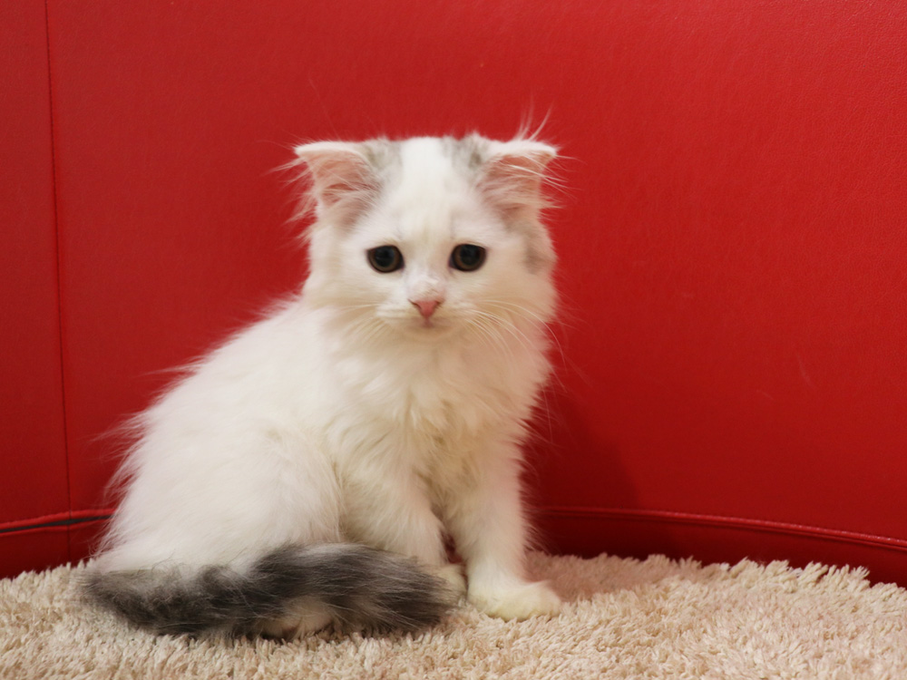 スコティッシュフォールドの子猫画像