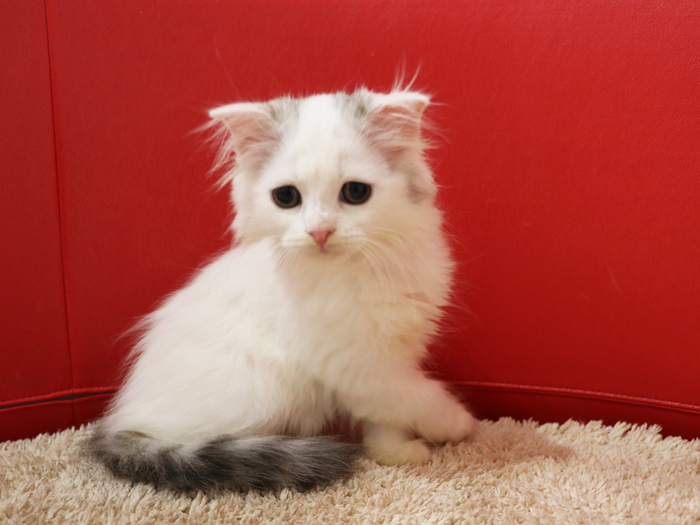 スコティッシュフォールドの子猫画像