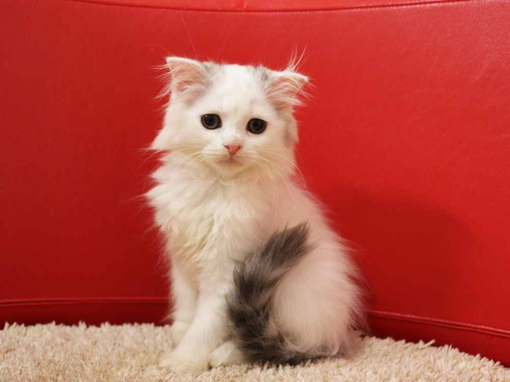 スコティッシュフォールドの子猫画像