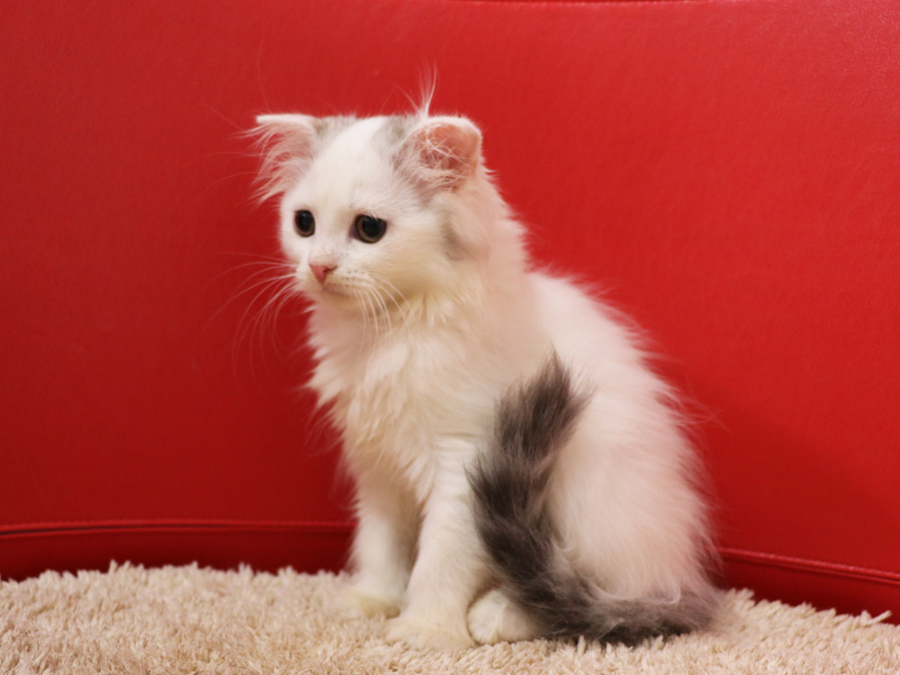 スコティッシュフォールドの子猫画像