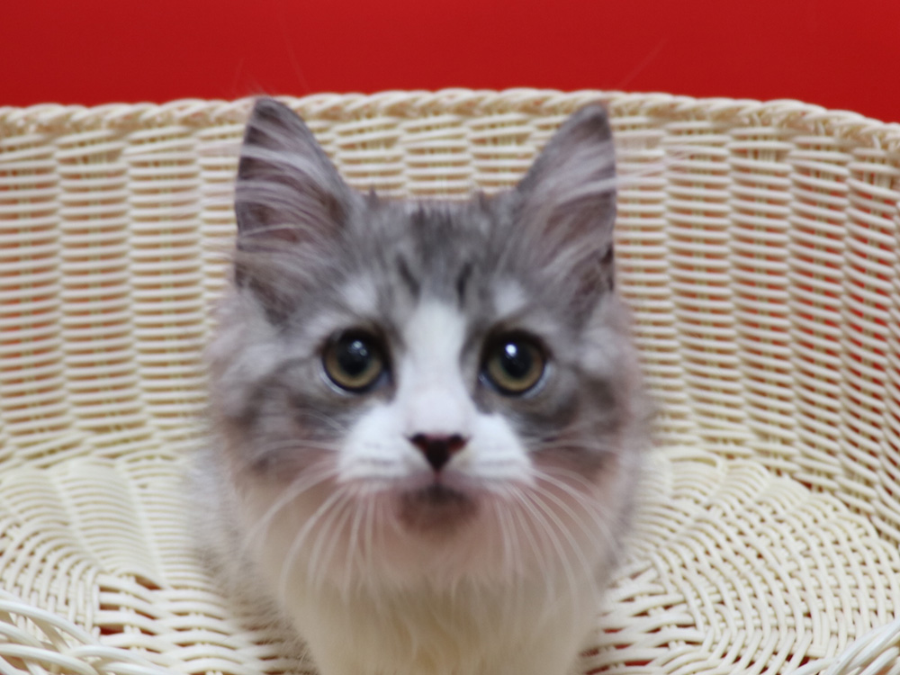 スコティッシュフォールドの子猫画像