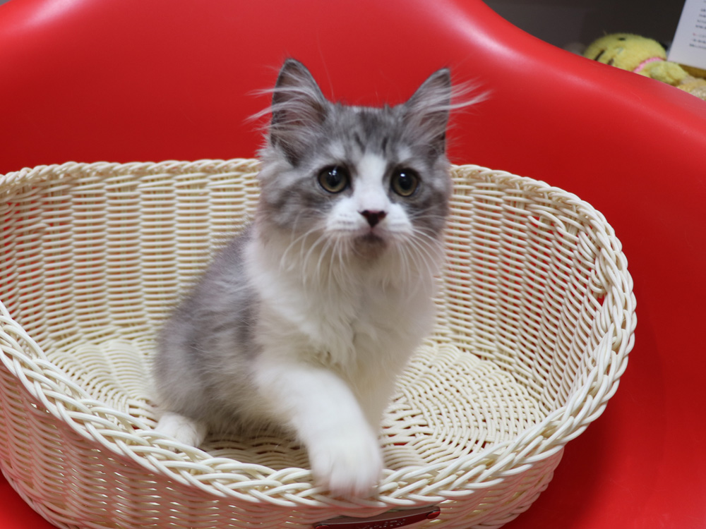 スコティッシュフォールドの子猫画像