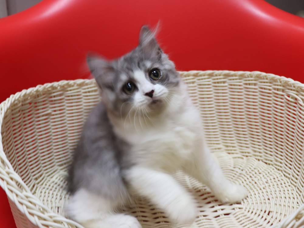 スコティッシュフォールドの子猫画像
