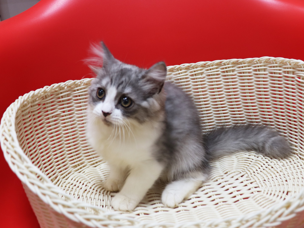 スコティッシュフォールドの子猫画像
