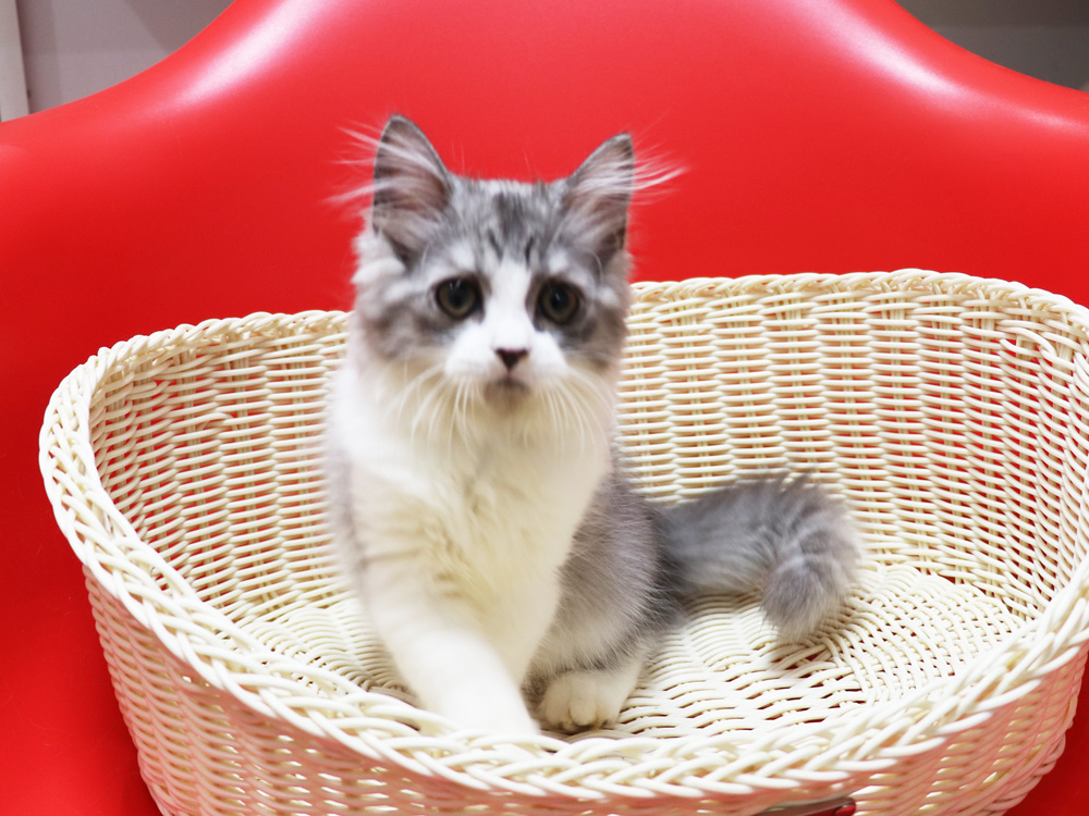 スコティッシュフォールドの子猫画像