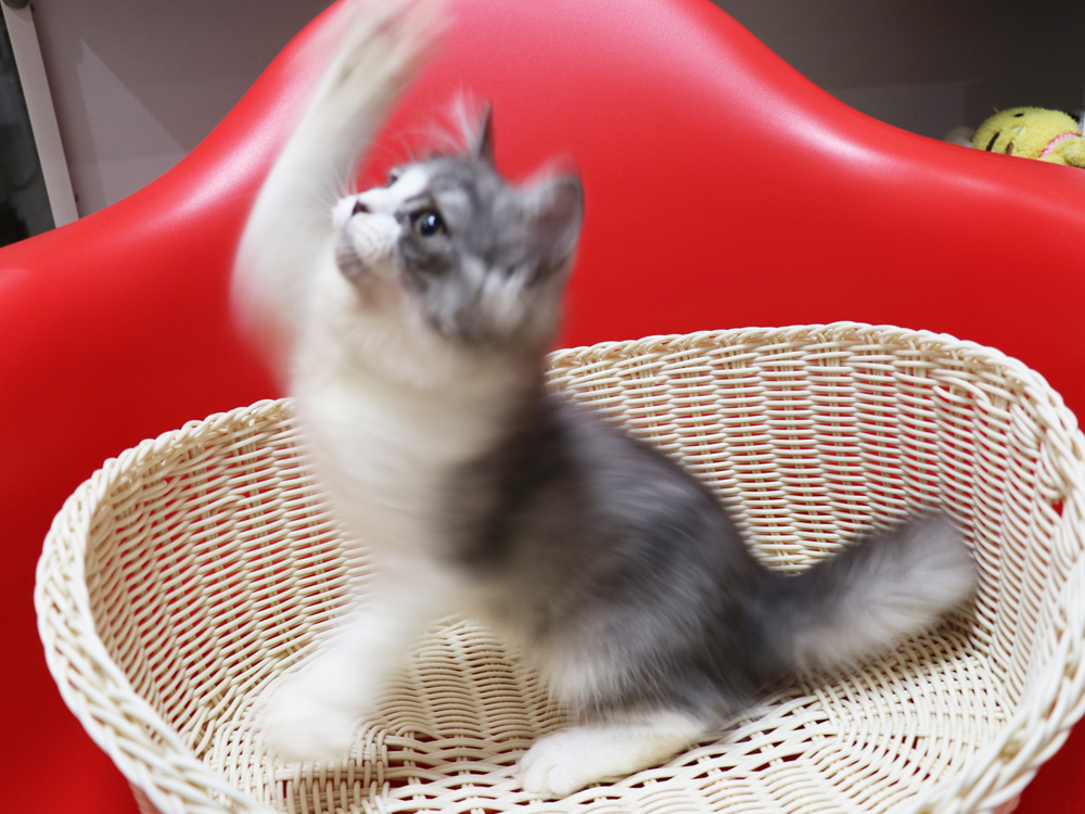スコティッシュフォールドの子猫画像