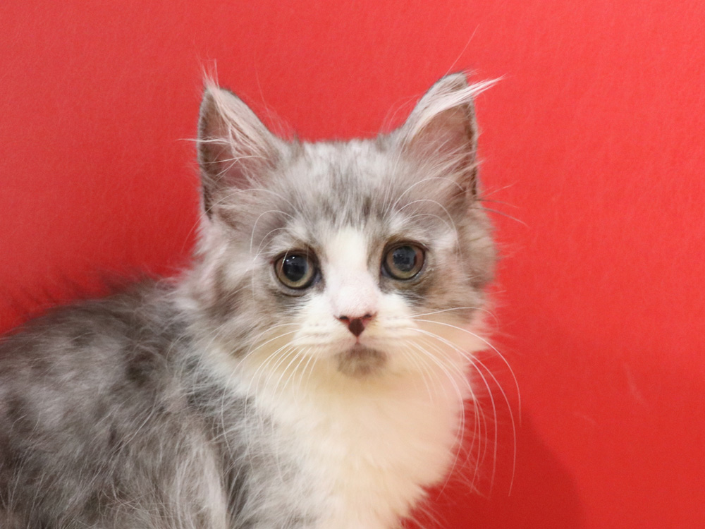 スコティッシュフォールドの子猫画像