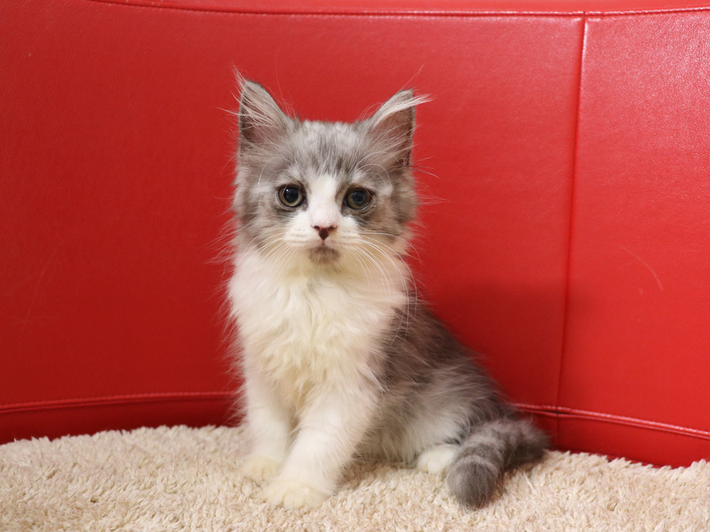 スコティッシュフォールドの子猫画像