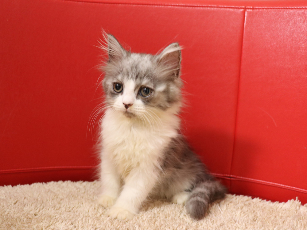 スコティッシュフォールドの子猫画像