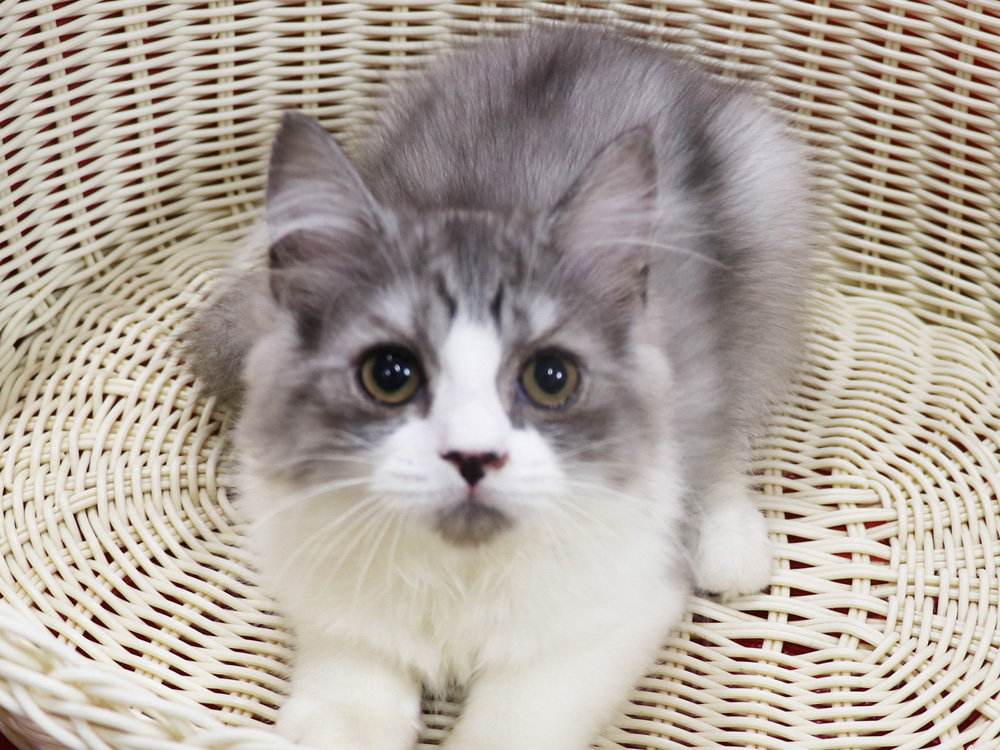 スコティッシュフォールドの子猫画像