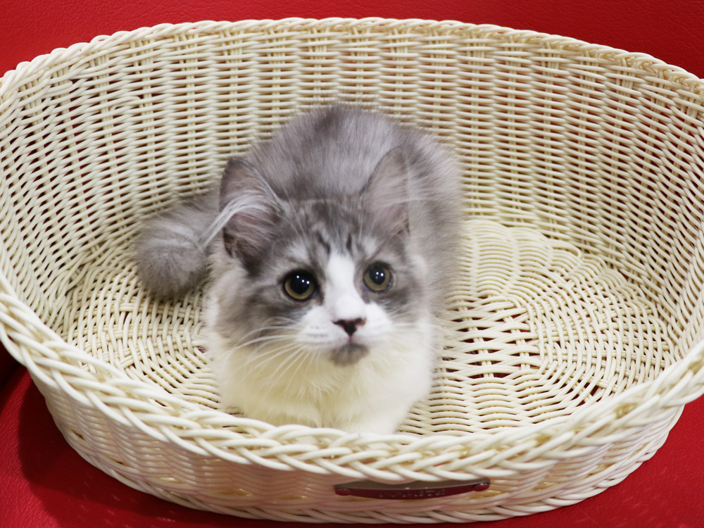 スコティッシュフォールドの子猫画像