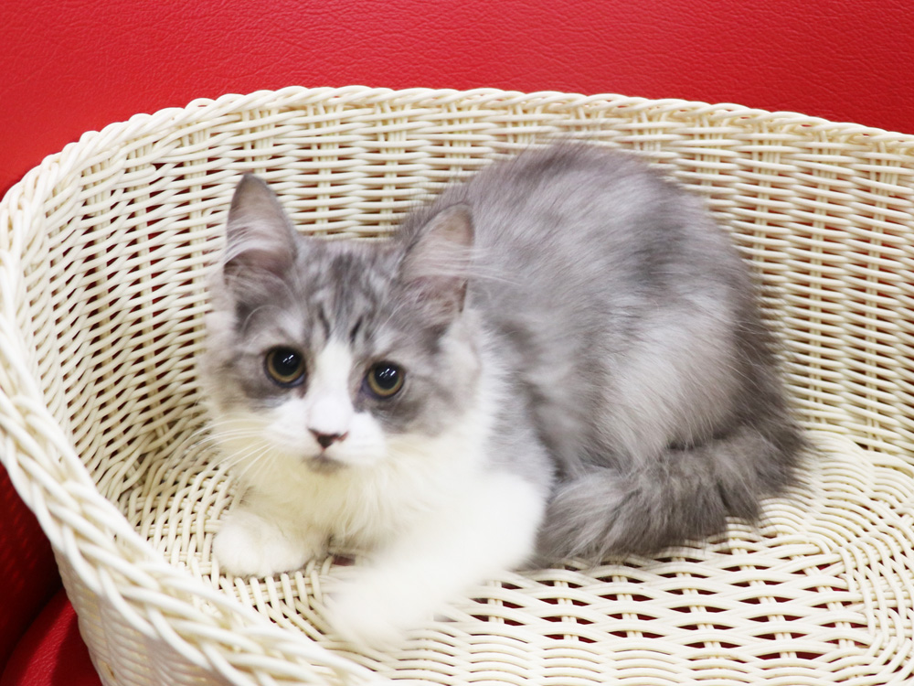 スコティッシュフォールドの子猫画像
