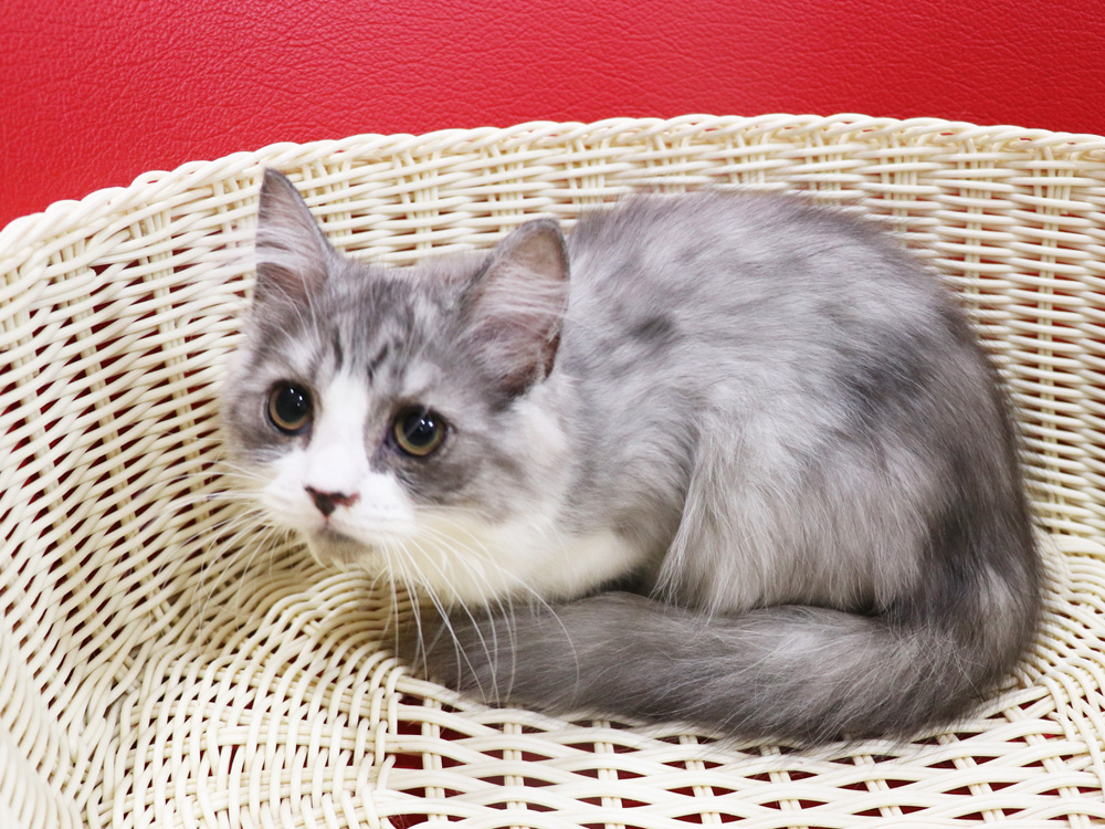 スコティッシュフォールドの子猫画像