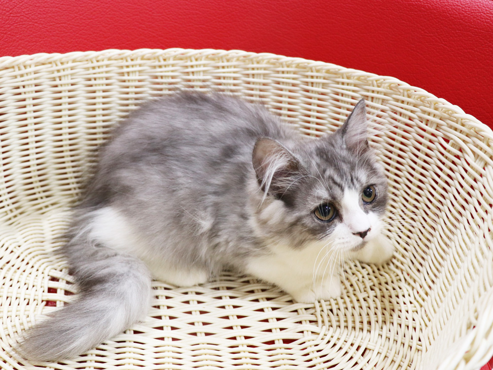 スコティッシュフォールドの子猫画像