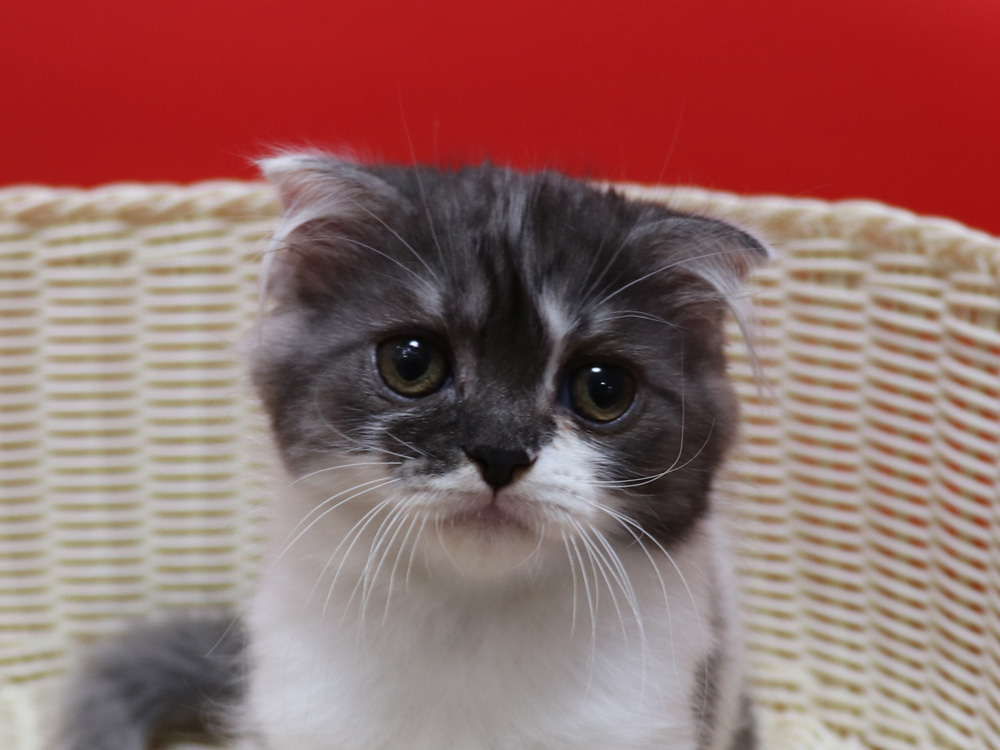 スコティッシュフォールドの子猫画像