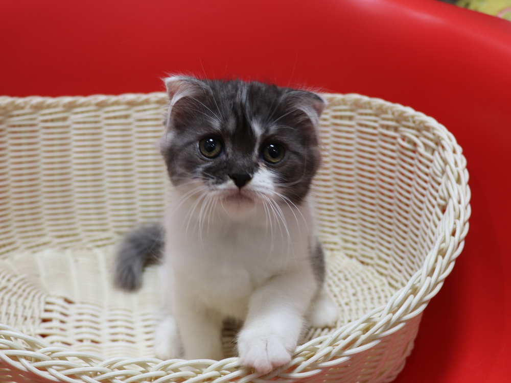 スコティッシュフォールドの子猫画像