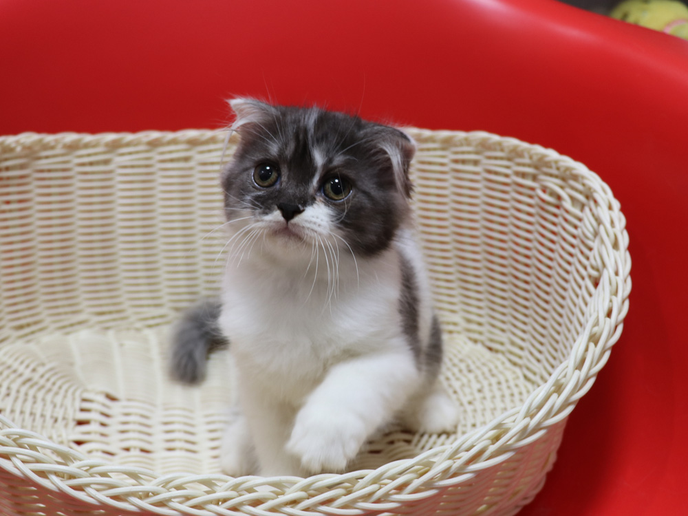 スコティッシュフォールドの子猫画像