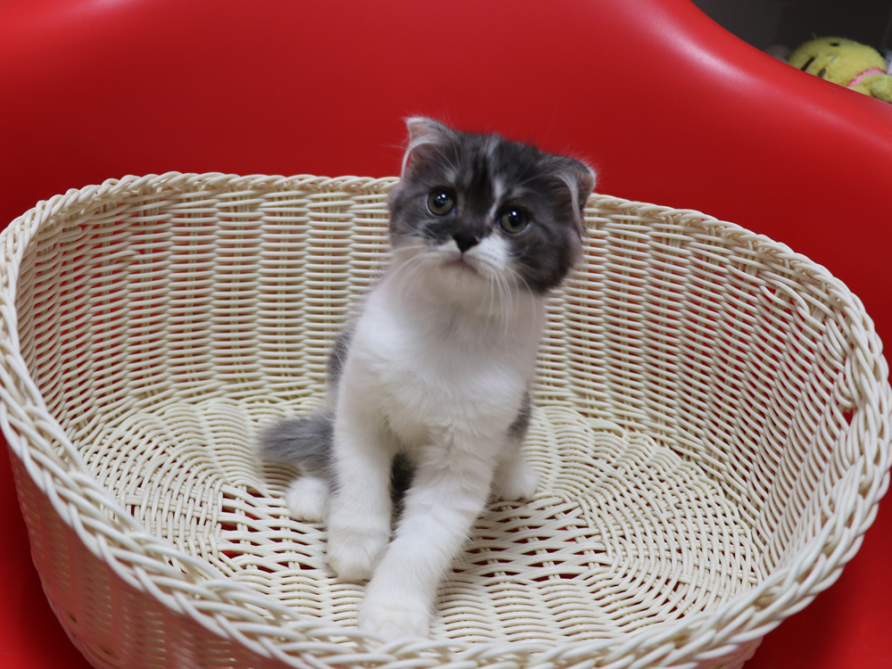 スコティッシュフォールドの子猫画像