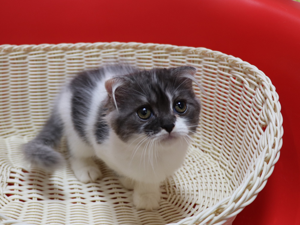 スコティッシュフォールドの子猫画像
