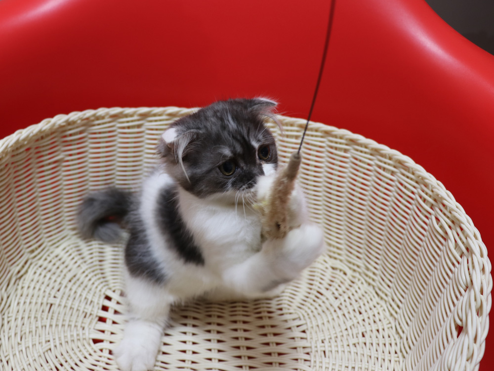 スコティッシュフォールドの子猫画像