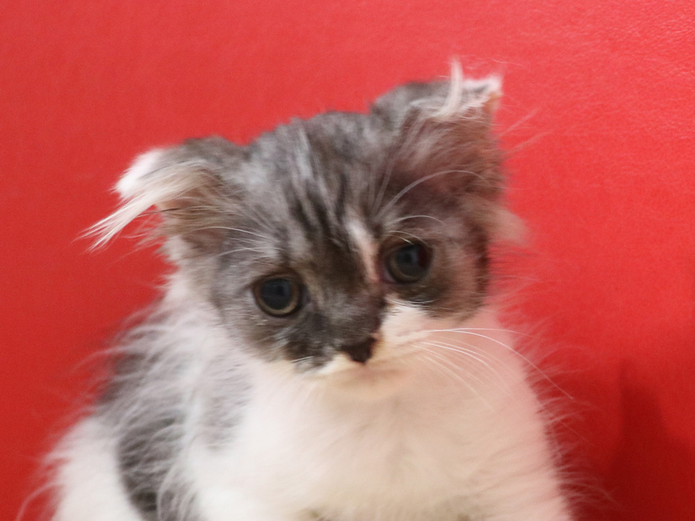スコティッシュフォールドの子猫画像