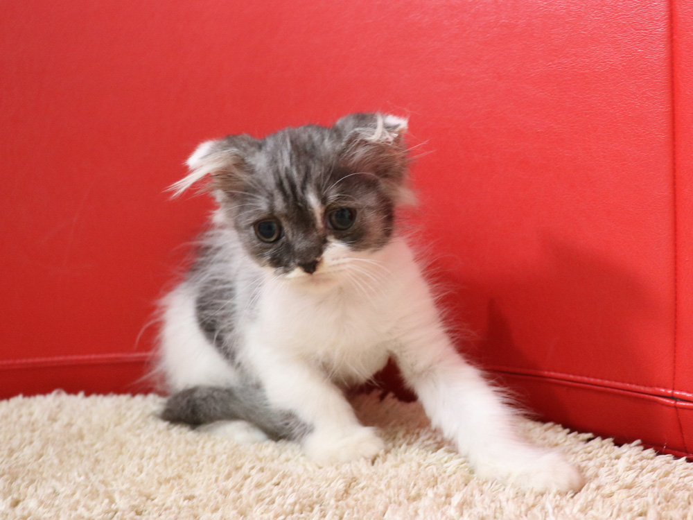 スコティッシュフォールドの子猫画像