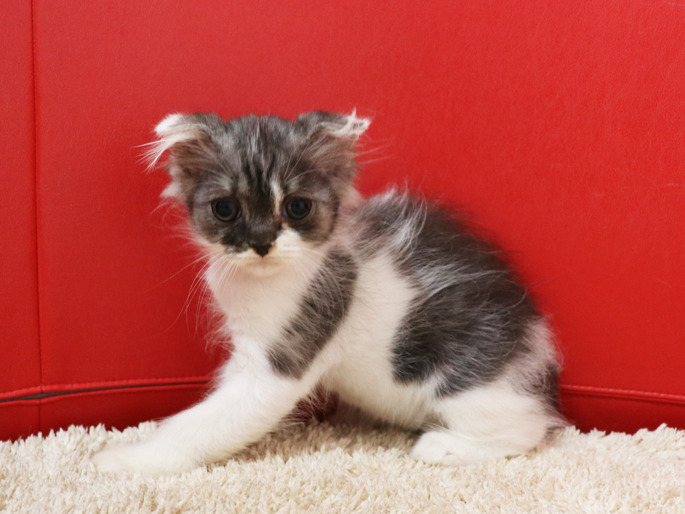 スコティッシュフォールドの子猫画像
