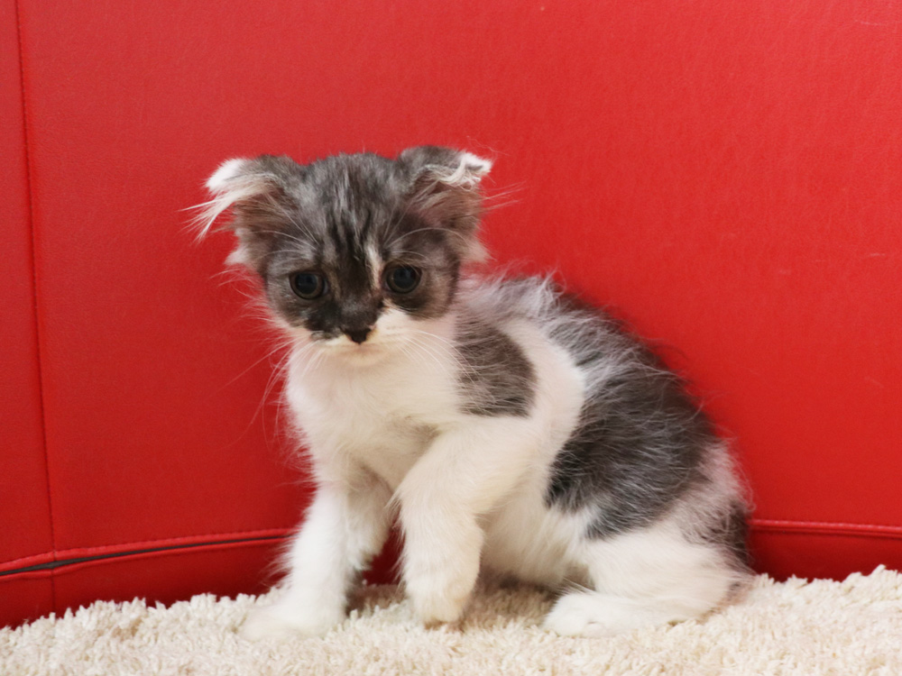 スコティッシュフォールドの子猫画像