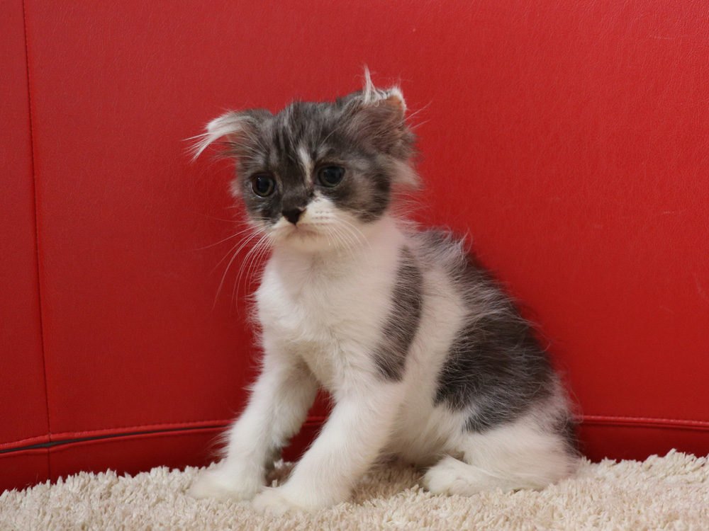 スコティッシュフォールドの子猫画像