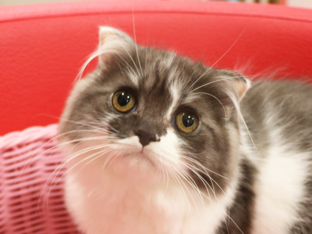 スコティッシュフォールドの子猫画像